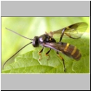 Exenterus amictorius - Schlupfwespe - Parasite of Diprion pini 018c 11mm-fdet02.jpg